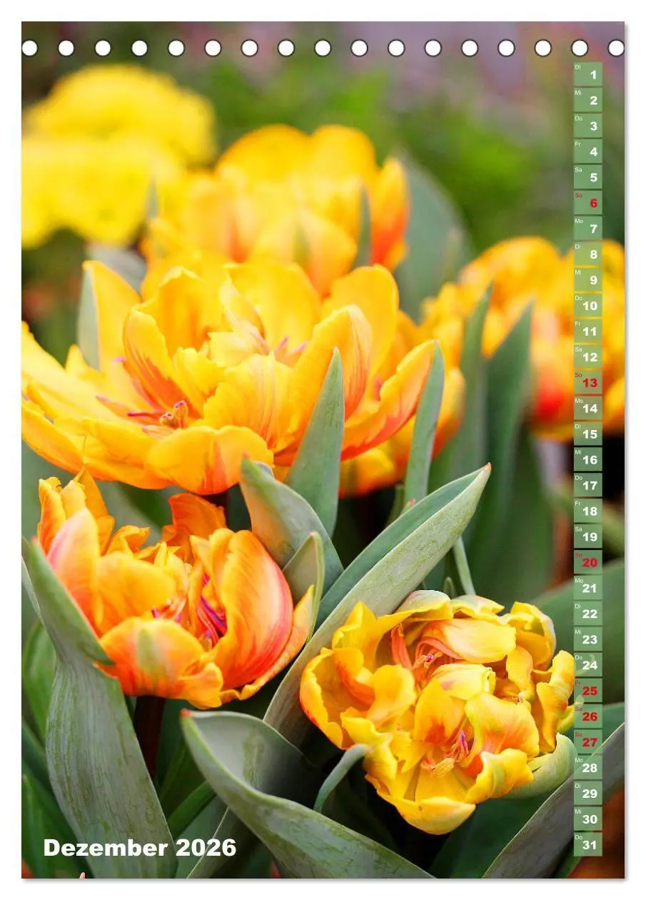 Bild: 9783516392173 | Bunte Tulpenpracht (Tischkalender 2026 DIN A5 hoch), CALVENDO...