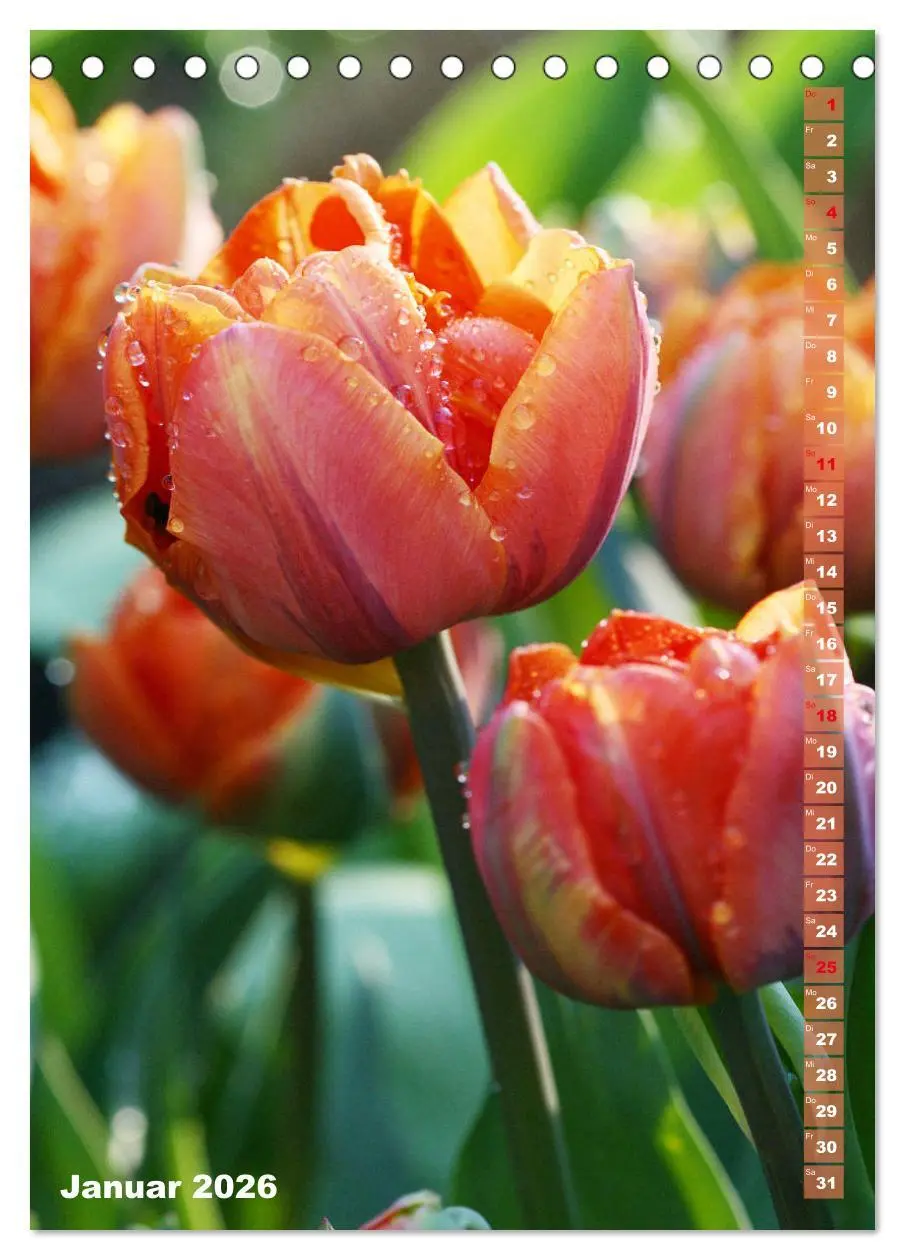 Bild: 9783516392173 | Bunte Tulpenpracht (Tischkalender 2026 DIN A5 hoch), CALVENDO...