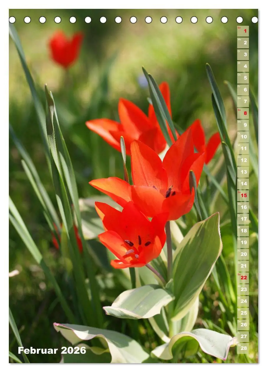 Bild: 9783516392173 | Bunte Tulpenpracht (Tischkalender 2026 DIN A5 hoch), CALVENDO...