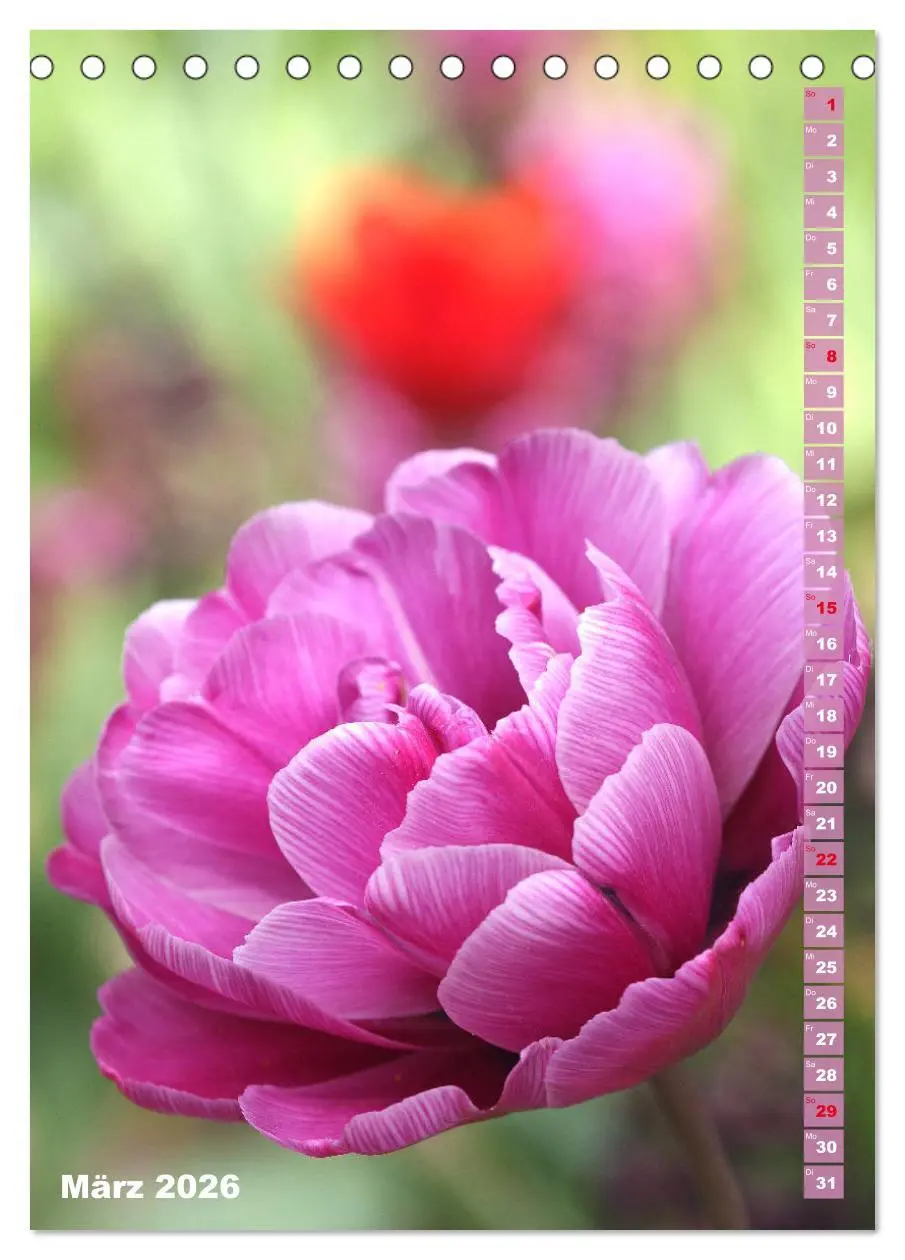 Bild: 9783516392173 | Bunte Tulpenpracht (Tischkalender 2026 DIN A5 hoch), CALVENDO...