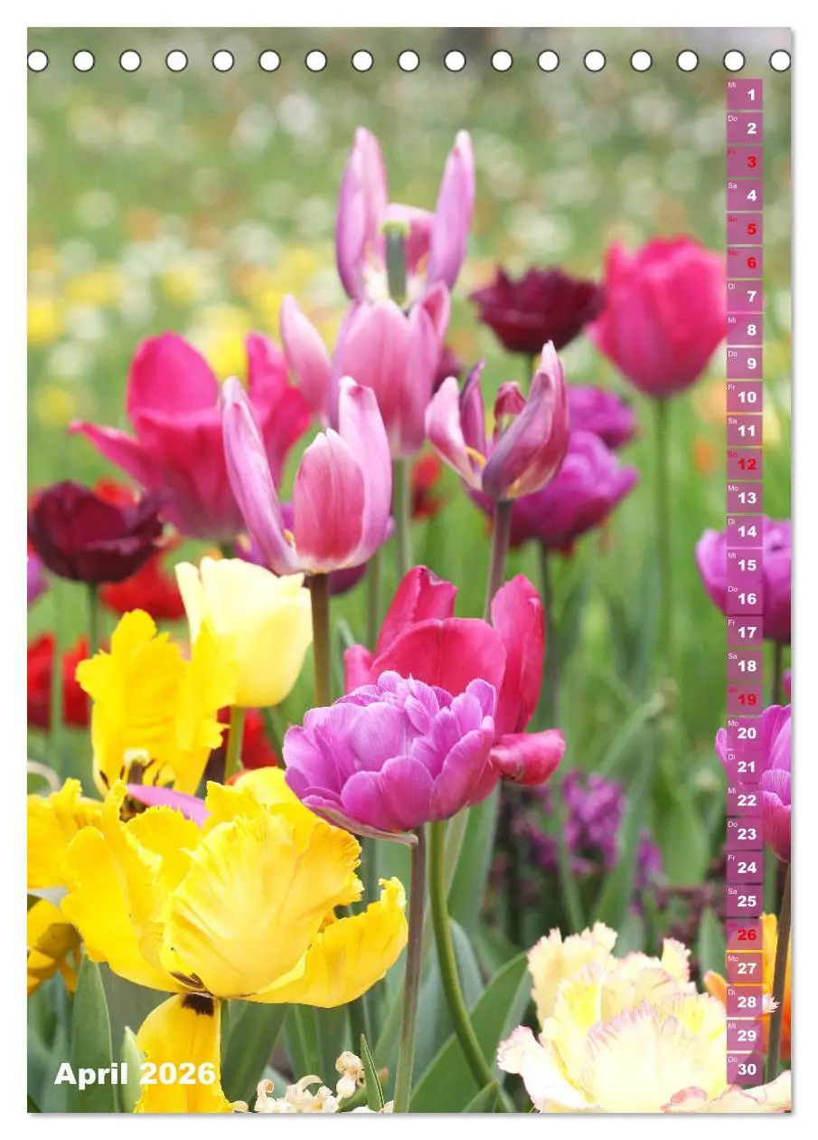 Bild: 9783516392173 | Bunte Tulpenpracht (Tischkalender 2026 DIN A5 hoch), CALVENDO...