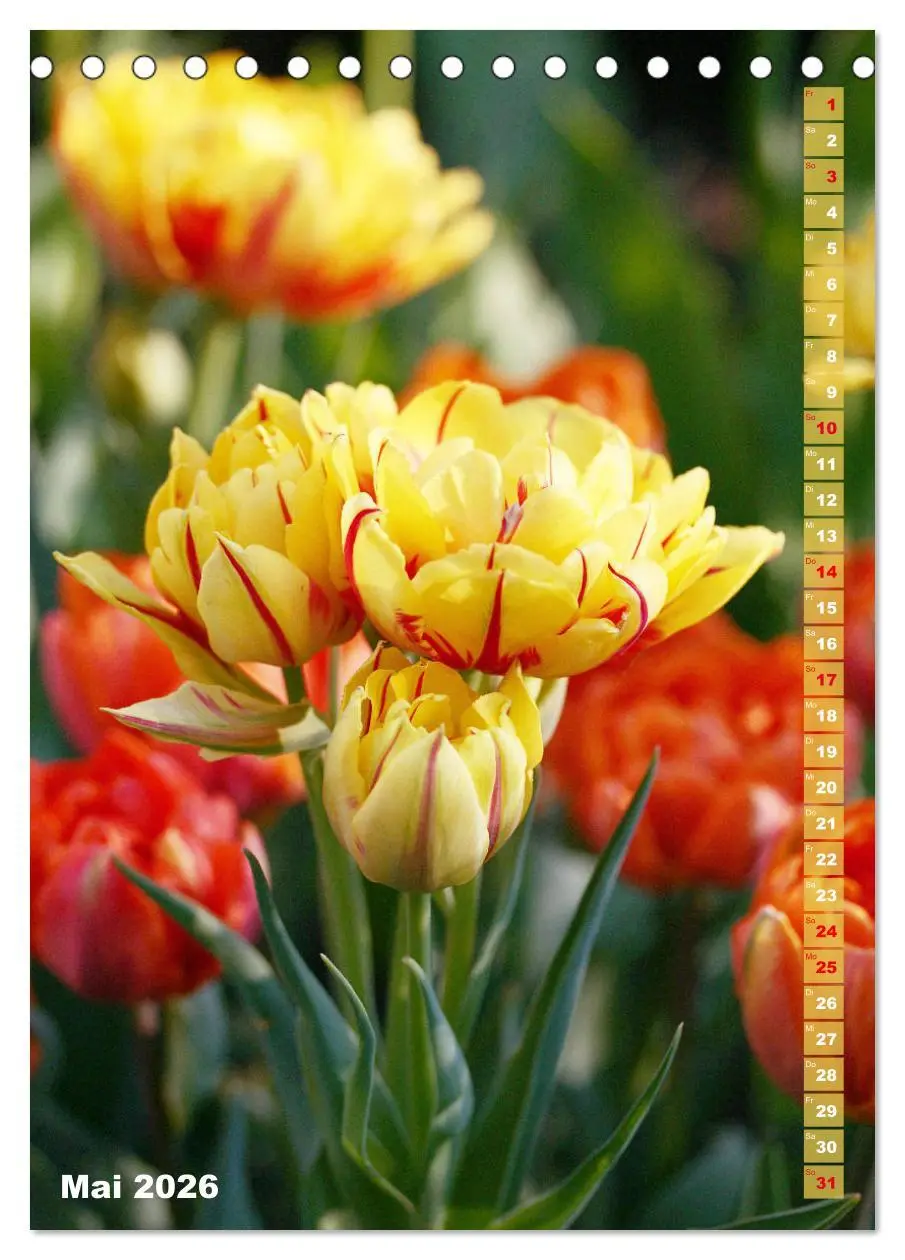 Bild: 9783516392173 | Bunte Tulpenpracht (Tischkalender 2026 DIN A5 hoch), CALVENDO...