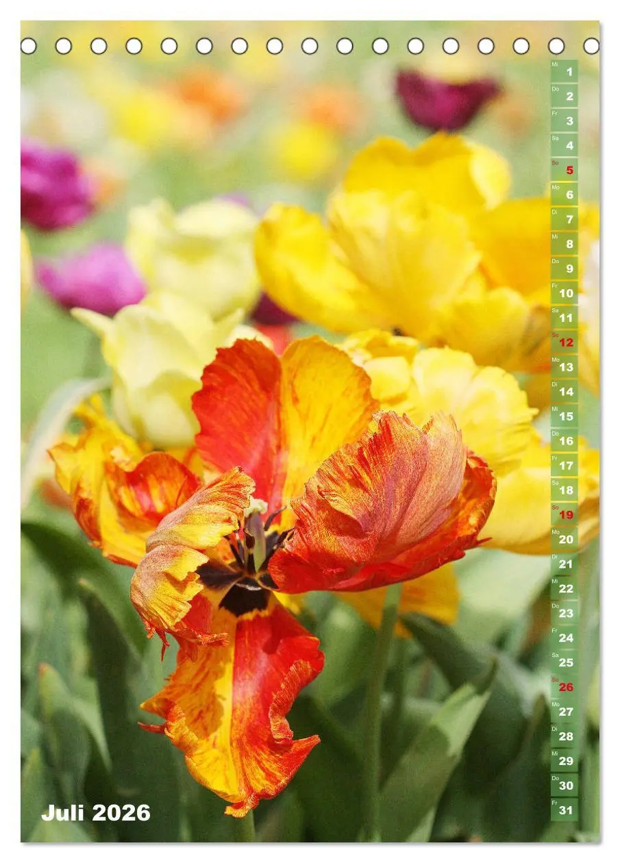 Bild: 9783516392173 | Bunte Tulpenpracht (Tischkalender 2026 DIN A5 hoch), CALVENDO...