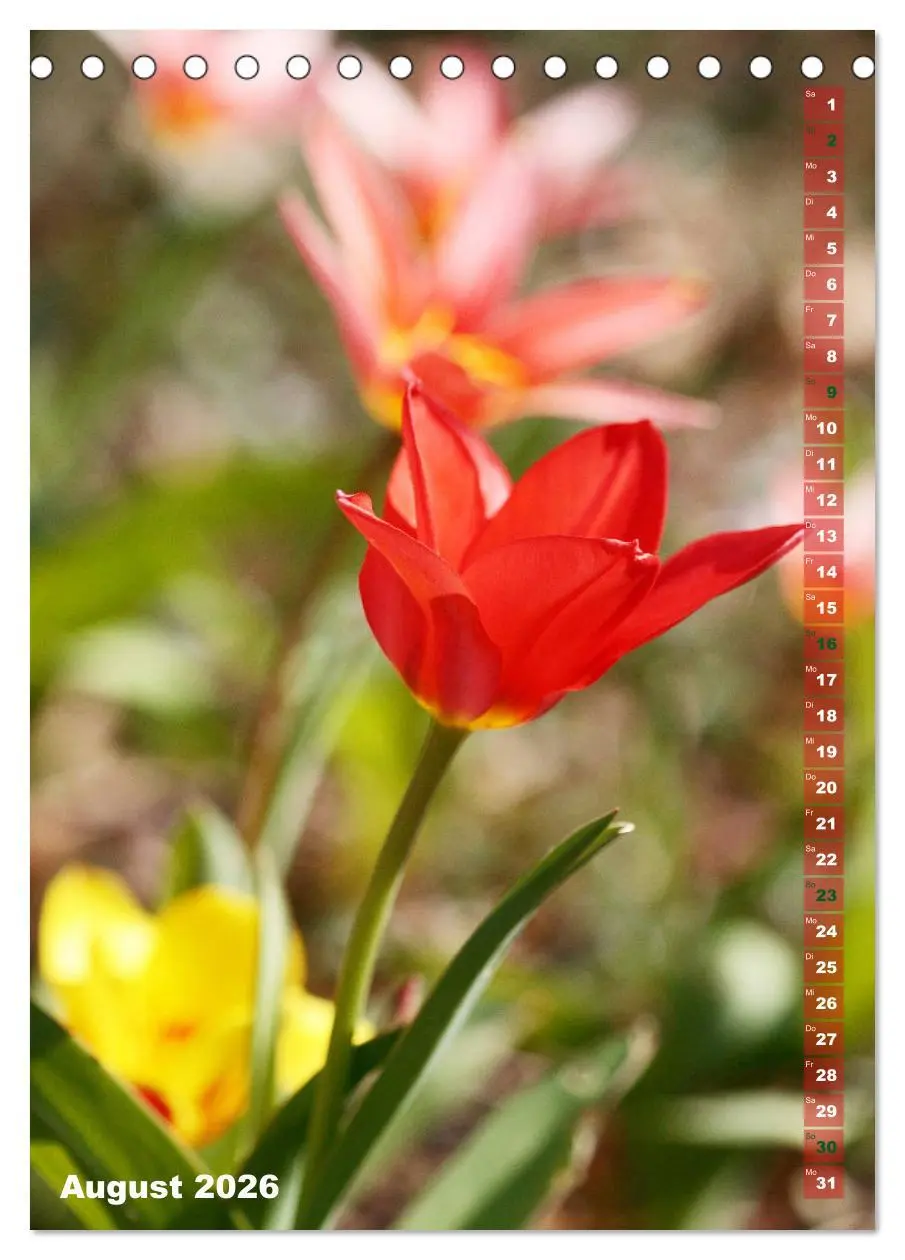 Bild: 9783516392173 | Bunte Tulpenpracht (Tischkalender 2026 DIN A5 hoch), CALVENDO...