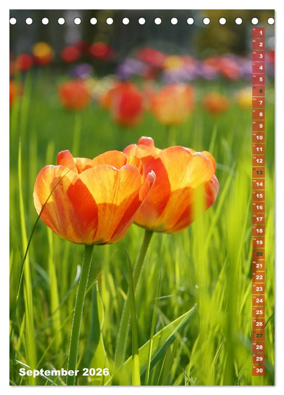 Bild: 9783516392173 | Bunte Tulpenpracht (Tischkalender 2026 DIN A5 hoch), CALVENDO...