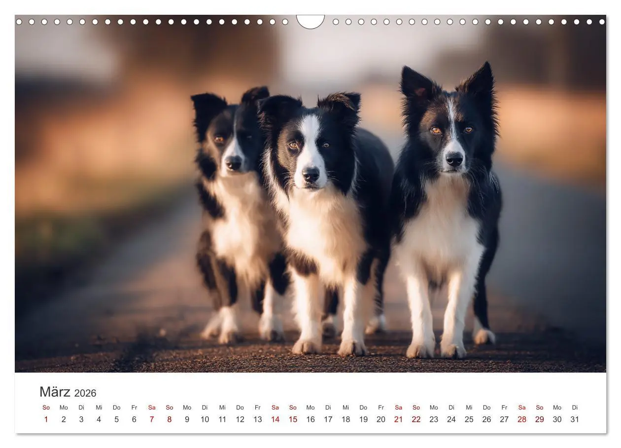 Bild: 9783516602173 | Schön, schlau, schnell! - Der Border Collie - Kalender...