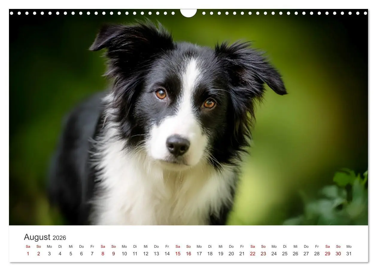 Bild: 9783516602173 | Schön, schlau, schnell! - Der Border Collie - Kalender...