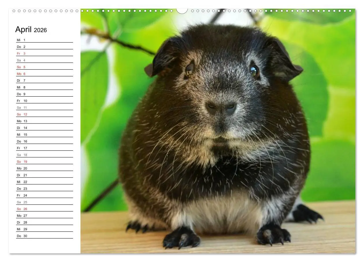 Bild: 9783516142273 | Meerschweinchen Niedliche Herzensbrecher (Wandkalender 2026 DIN A2...