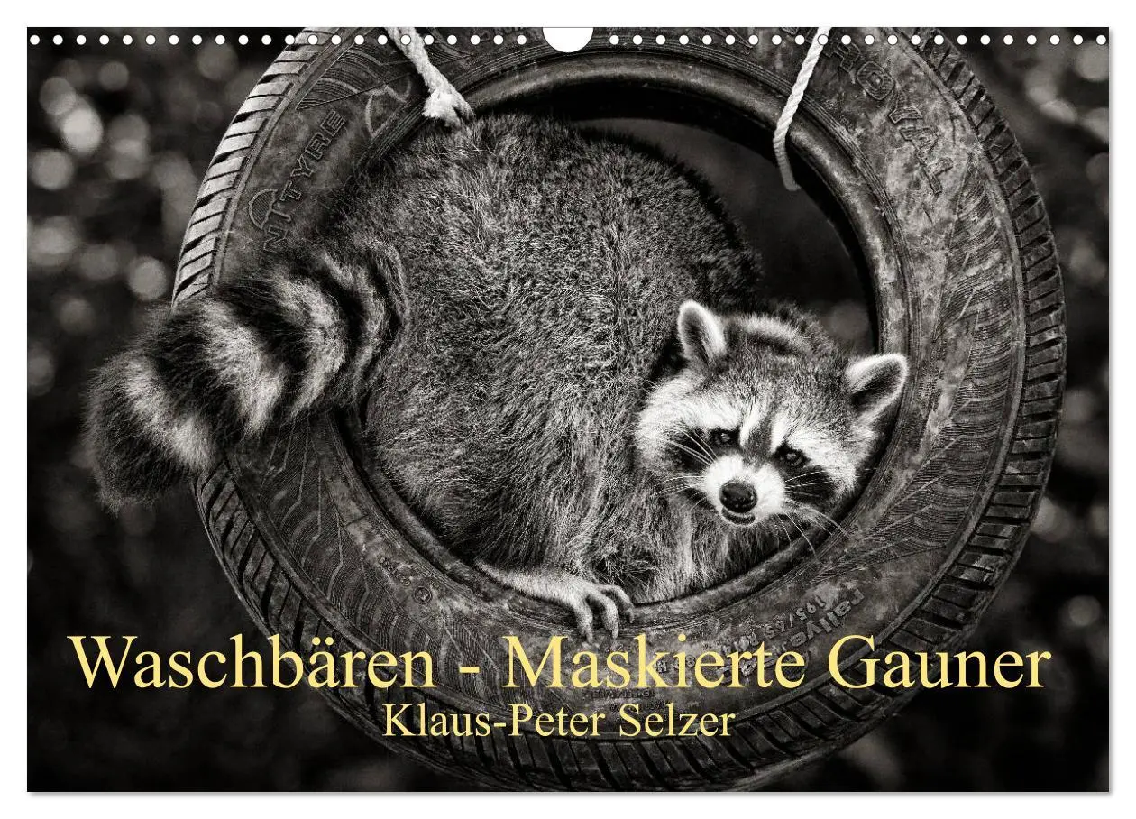 Cover: 9783516042573 | Waschbären - Maskierte Gauner (Wandkalender 2026 DIN A3 quer),...