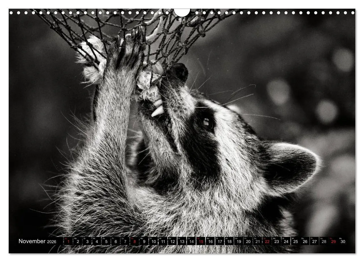 Bild: 9783516042573 | Waschbären - Maskierte Gauner (Wandkalender 2026 DIN A3 quer),...