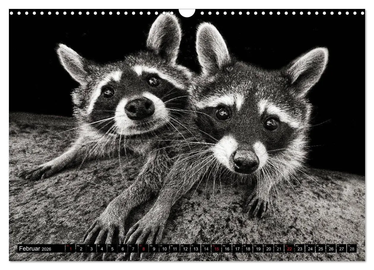 Bild: 9783516042573 | Waschbären - Maskierte Gauner (Wandkalender 2026 DIN A3 quer),...