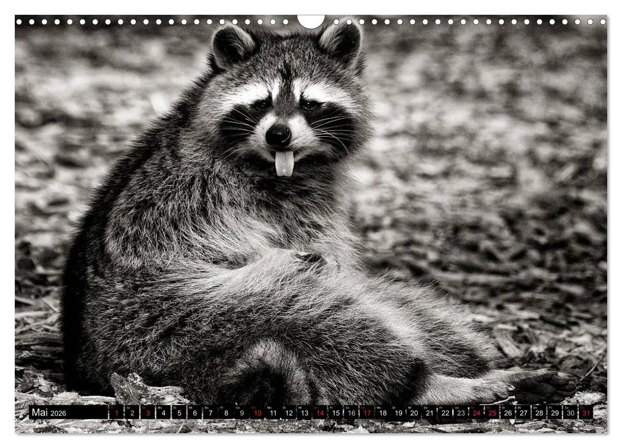 Bild: 9783516042573 | Waschbären - Maskierte Gauner (Wandkalender 2026 DIN A3 quer),...