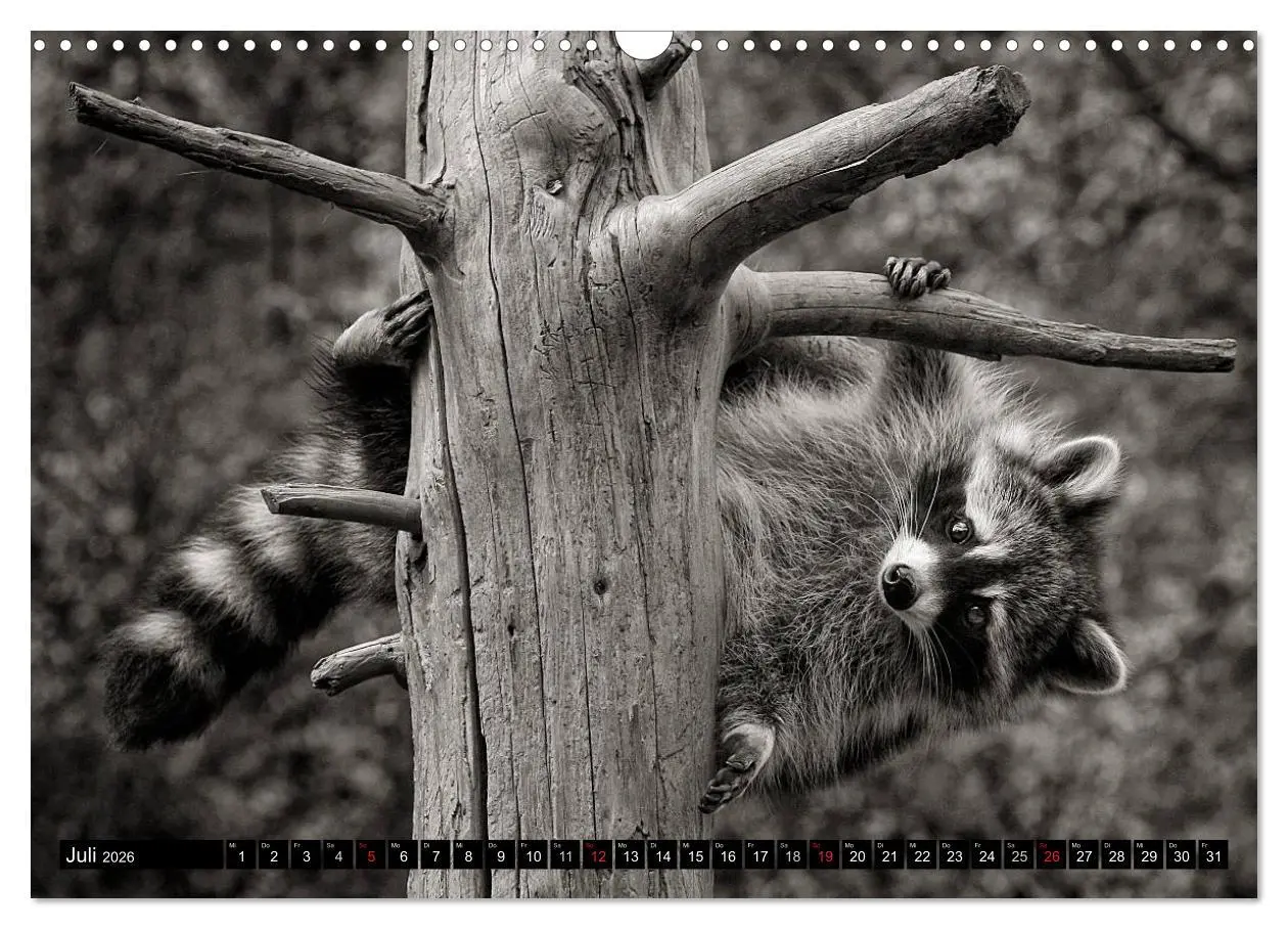 Bild: 9783516042573 | Waschbären - Maskierte Gauner (Wandkalender 2026 DIN A3 quer),...