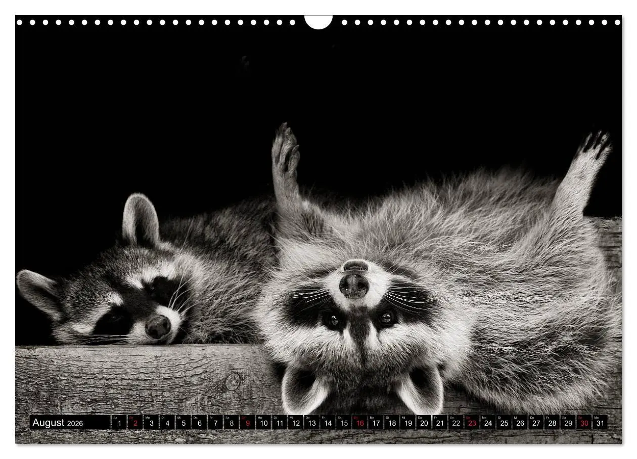 Bild: 9783516042573 | Waschbären - Maskierte Gauner (Wandkalender 2026 DIN A3 quer),...