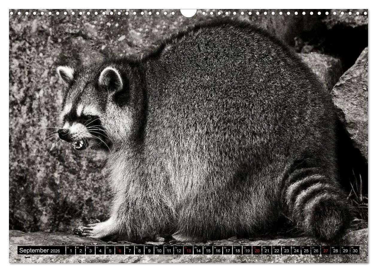 Bild: 9783516042573 | Waschbären - Maskierte Gauner (Wandkalender 2026 DIN A3 quer),...
