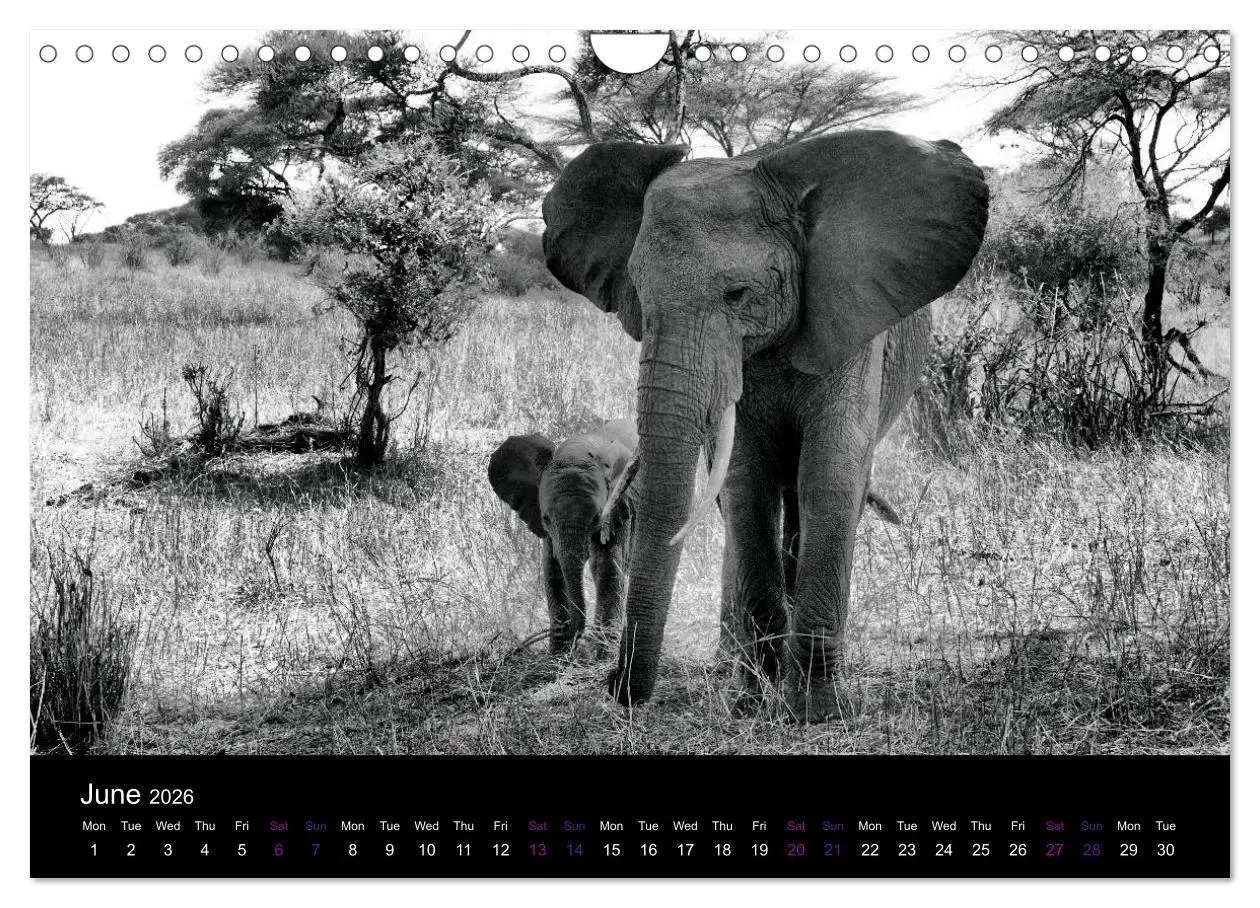 Bild: 9783516582673 | East Africa - Tanzania and Kenya / UK-Version (Wall Calendar 2026...