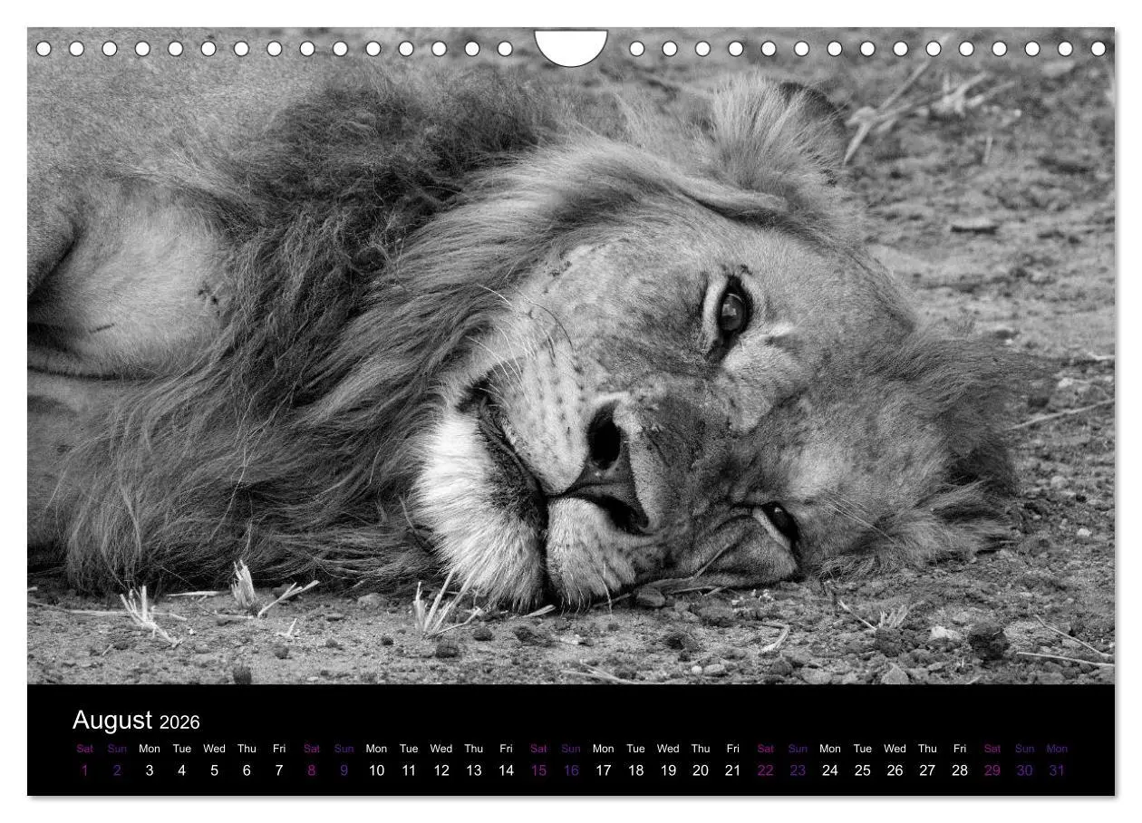 Bild: 9783516582673 | East Africa - Tanzania and Kenya / UK-Version (Wall Calendar 2026...