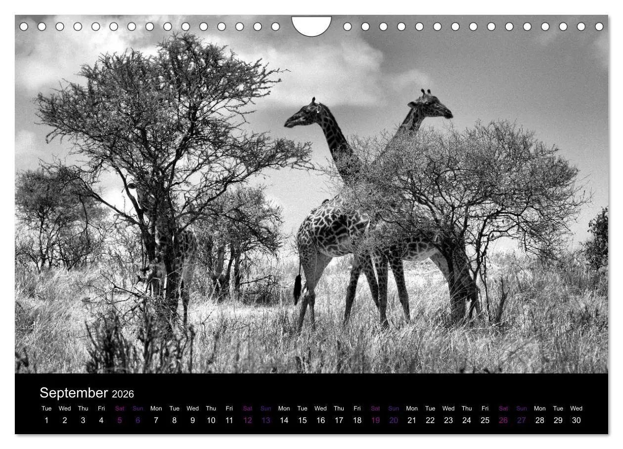 Bild: 9783516582673 | East Africa - Tanzania and Kenya / UK-Version (Wall Calendar 2026...