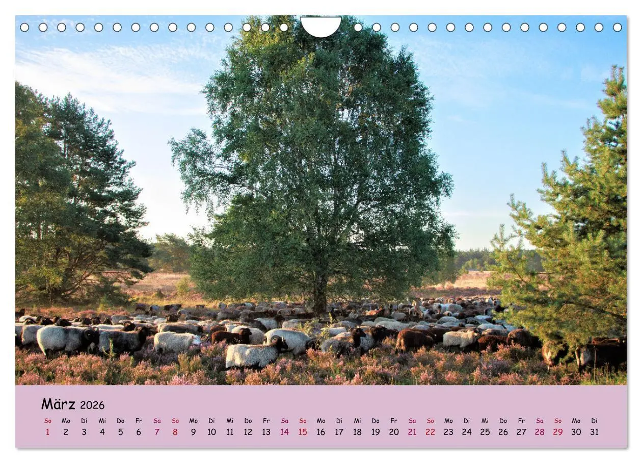 Bild: 9783457622773 | Lüneburger Heide Wege (Wandkalender 2026 DIN A4 quer), CALVENDO...