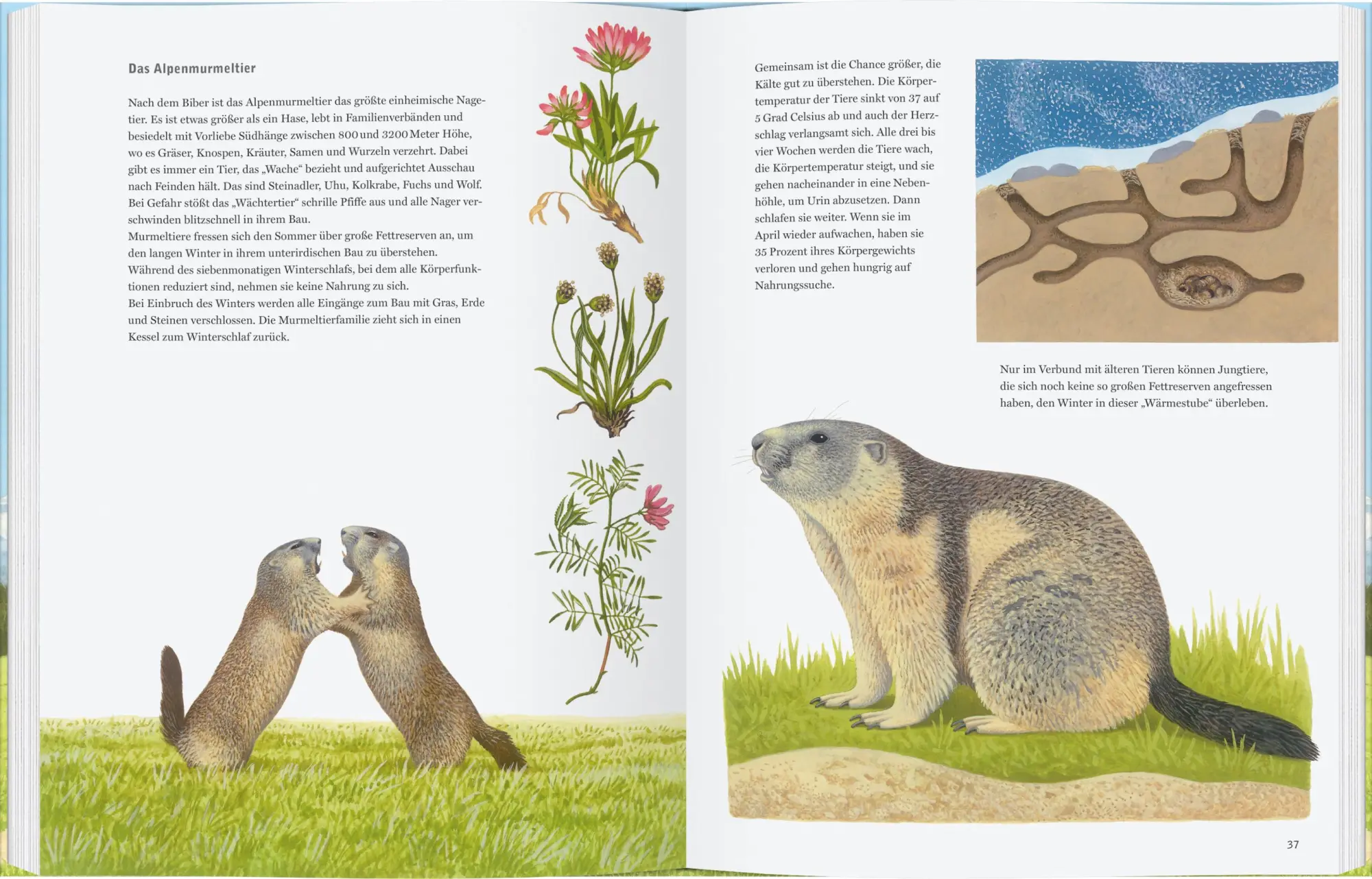 Bild: 9783836962773 | Adler, Bär und Murmeltier | Tiere in den Bergen | Thomas Müller | Buch