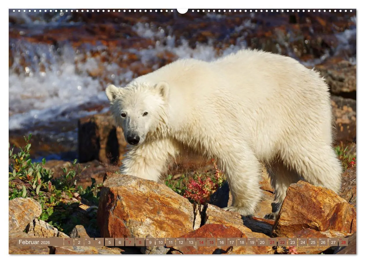 Bild: 9783457602973 | Wilde Bärenwelt (Wandkalender 2026 DIN A2 quer), CALVENDO...