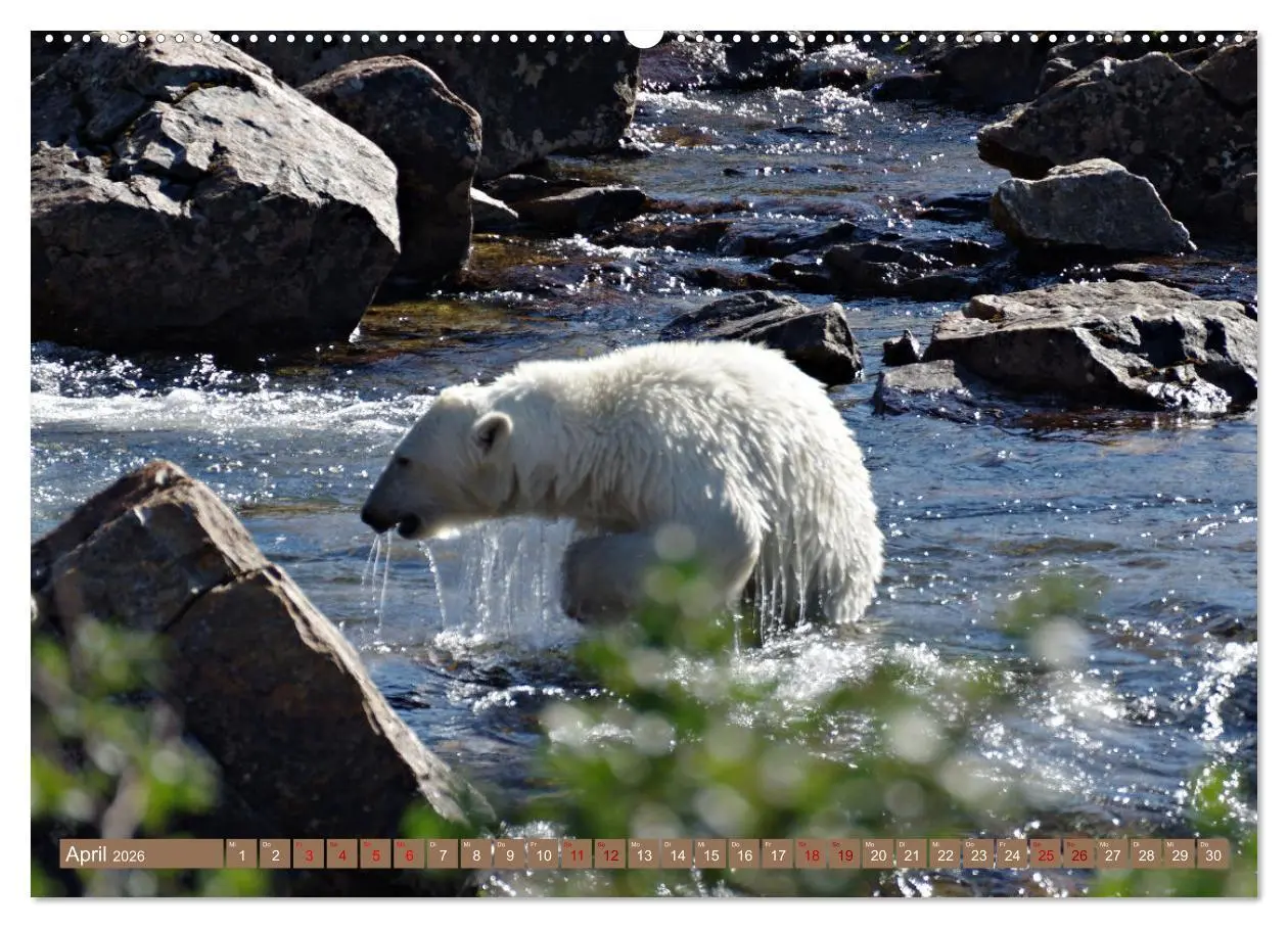 Bild: 9783457602973 | Wilde Bärenwelt (Wandkalender 2026 DIN A2 quer), CALVENDO...