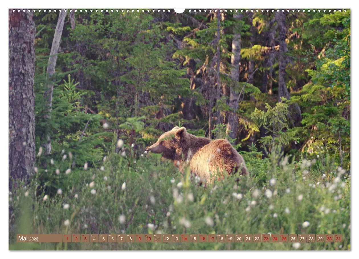 Bild: 9783457602973 | Wilde Bärenwelt (Wandkalender 2026 DIN A2 quer), CALVENDO...