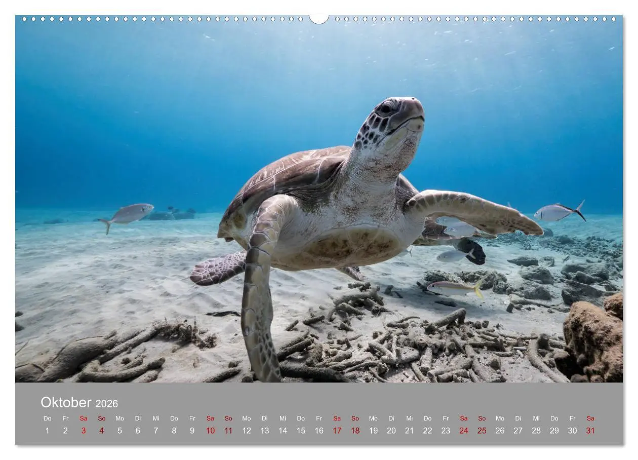 Bild: 9783457842973 | Karibische Meeresschildkröten (Wandkalender 2026 DIN A2 quer),...