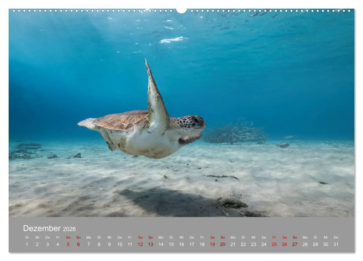 Bild: 9783457842973 | Karibische Meeresschildkröten (Wandkalender 2026 DIN A2 quer),...
