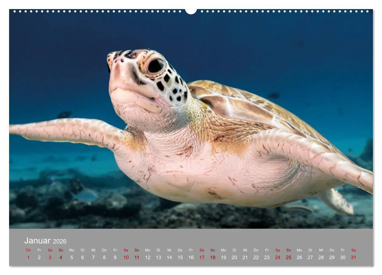 Bild: 9783457842973 | Karibische Meeresschildkröten (Wandkalender 2026 DIN A2 quer),...