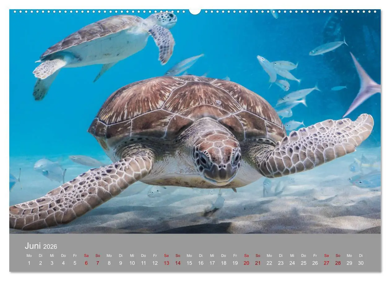 Bild: 9783457842973 | Karibische Meeresschildkröten (Wandkalender 2026 DIN A2 quer),...