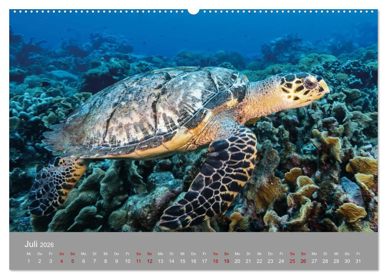 Bild: 9783457842973 | Karibische Meeresschildkröten (Wandkalender 2026 DIN A2 quer),...