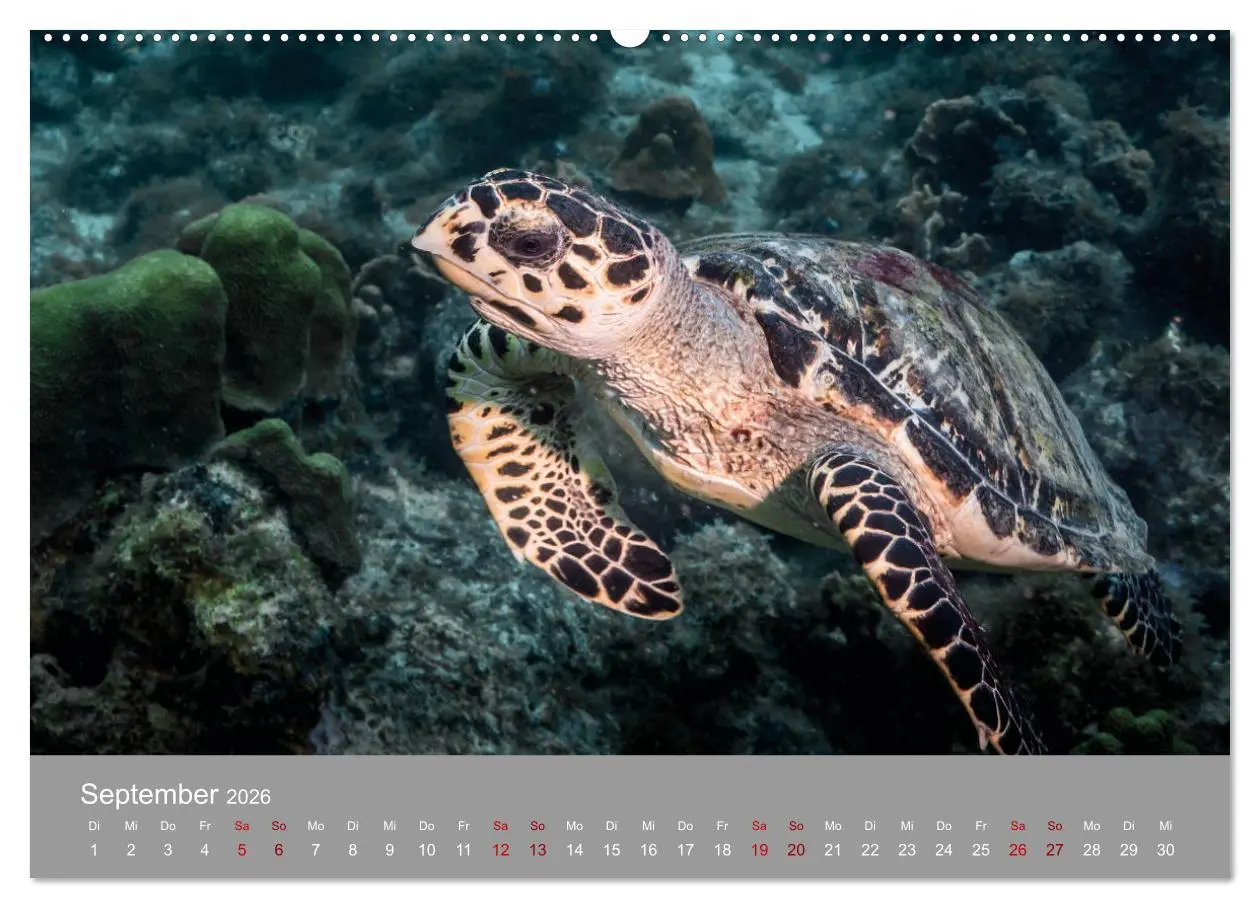 Bild: 9783457842973 | Karibische Meeresschildkröten (Wandkalender 2026 DIN A2 quer),...