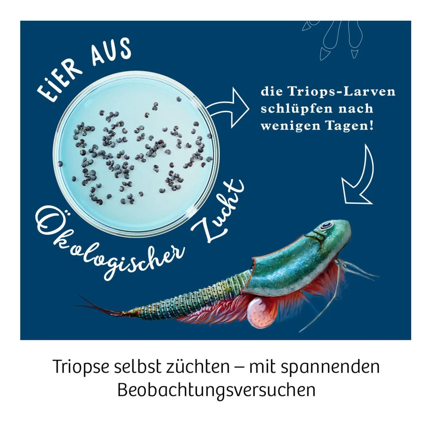 Bild: 4002051633073 | Triops-Welt | Experimentierkasten | Spiel | Brettspiel | Deutsch