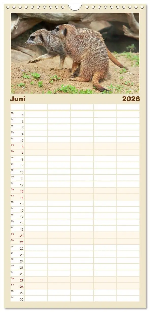 Bild: 9783516513073 | Familienplaner 2026 - Erdmännchen mit 5 Spalten (Wandkalender, 21 x...