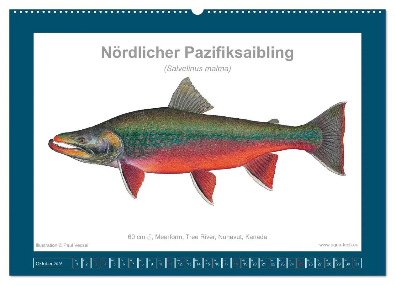 Bild: 9783516503173 | Fisch als Kunst 2026: Amerikanische Saiblinge (Wandkalender 2026...