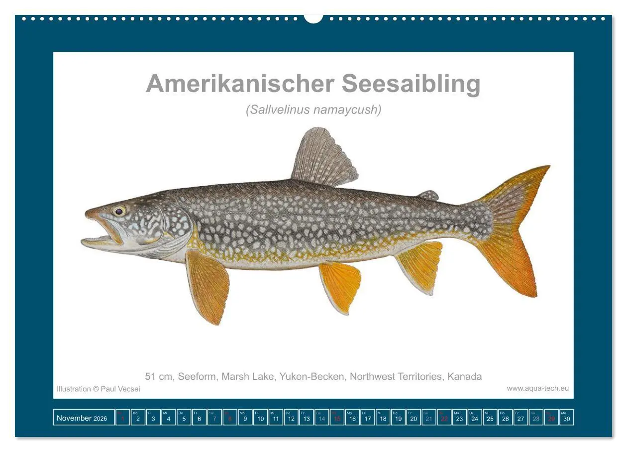 Bild: 9783516503173 | Fisch als Kunst 2026: Amerikanische Saiblinge (Wandkalender 2026...