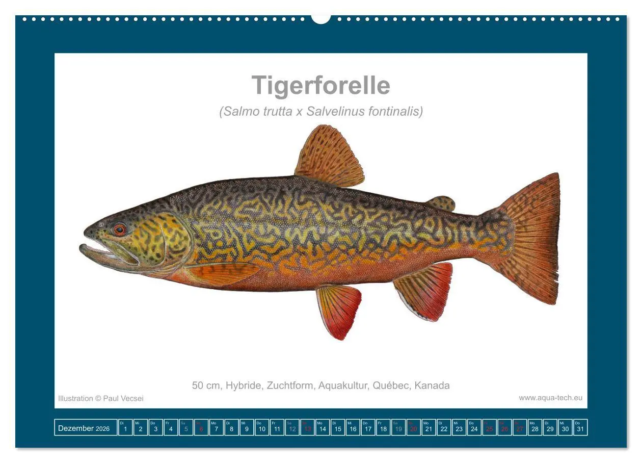 Bild: 9783516503173 | Fisch als Kunst 2026: Amerikanische Saiblinge (Wandkalender 2026...