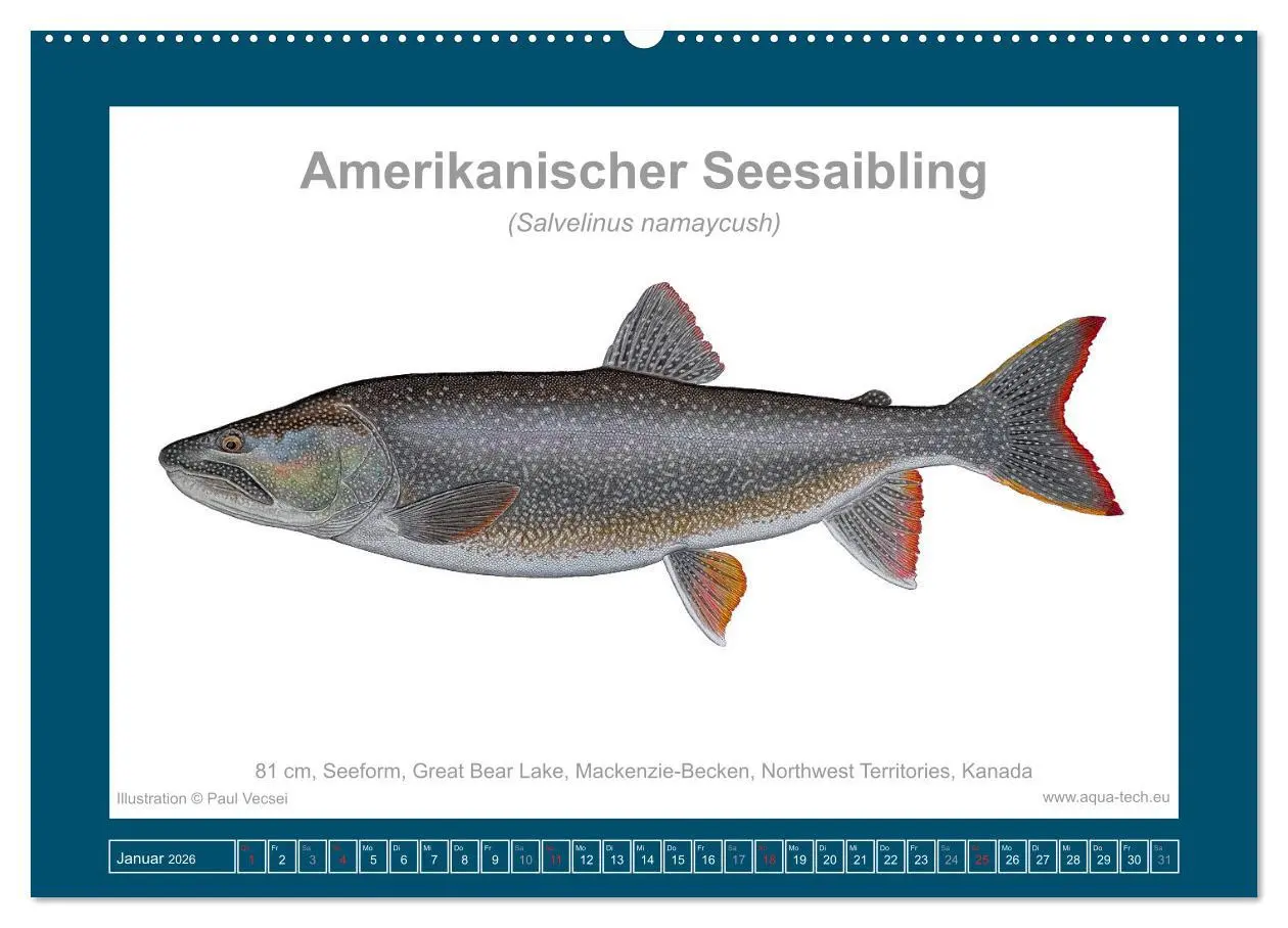 Bild: 9783516503173 | Fisch als Kunst 2026: Amerikanische Saiblinge (Wandkalender 2026...
