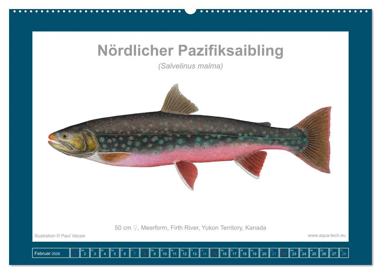Bild: 9783516503173 | Fisch als Kunst 2026: Amerikanische Saiblinge (Wandkalender 2026...
