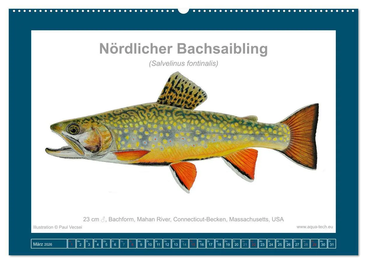 Bild: 9783516503173 | Fisch als Kunst 2026: Amerikanische Saiblinge (Wandkalender 2026...