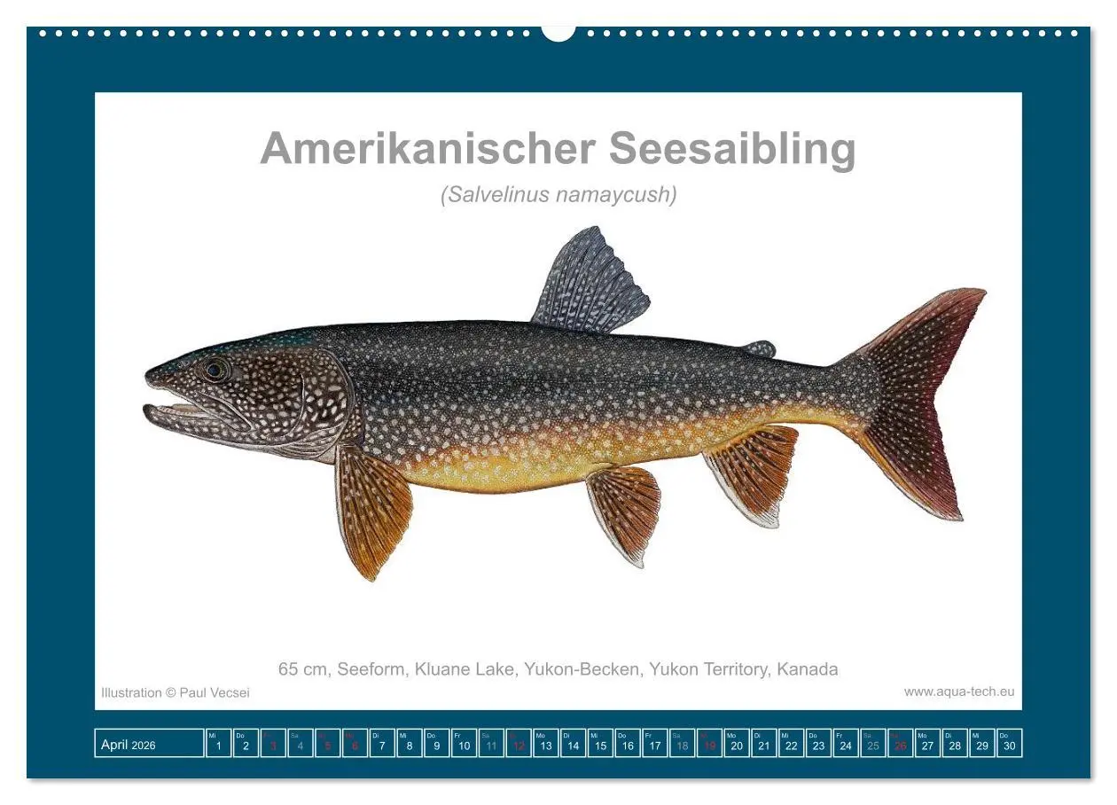 Bild: 9783516503173 | Fisch als Kunst 2026: Amerikanische Saiblinge (Wandkalender 2026...