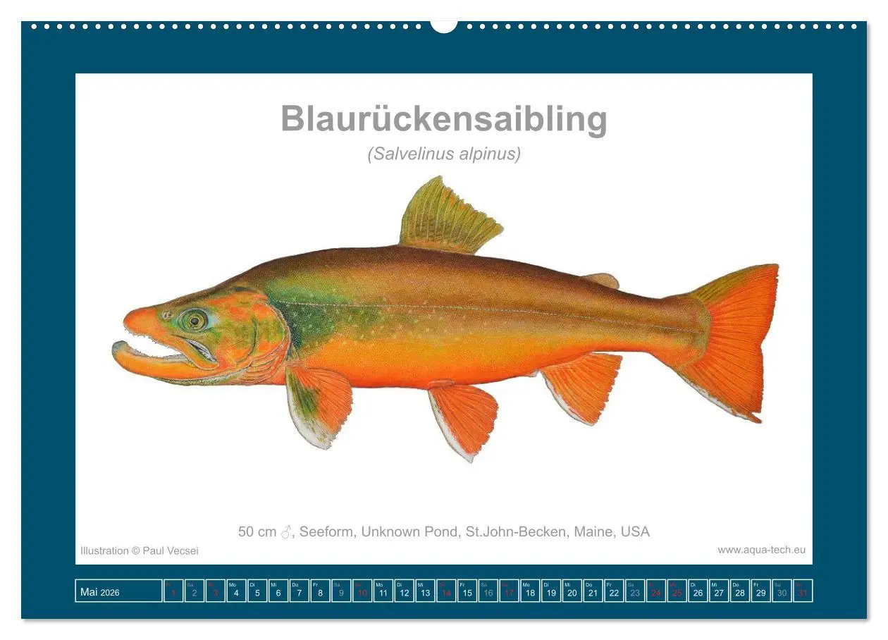 Bild: 9783516503173 | Fisch als Kunst 2026: Amerikanische Saiblinge (Wandkalender 2026...