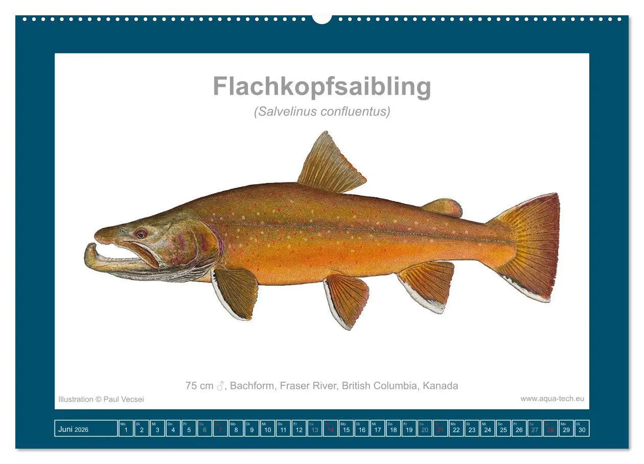 Bild: 9783516503173 | Fisch als Kunst 2026: Amerikanische Saiblinge (Wandkalender 2026...
