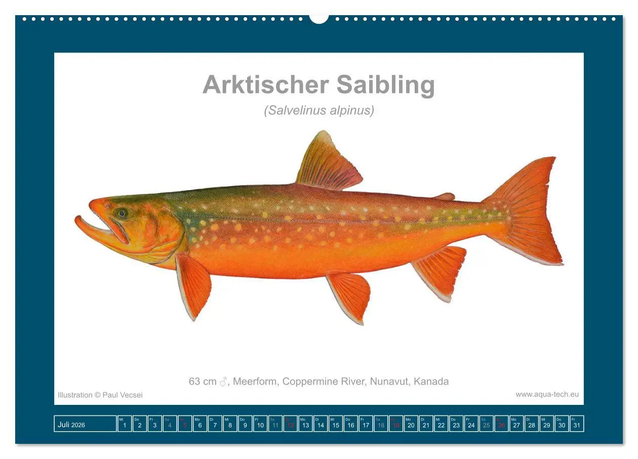 Bild: 9783516503173 | Fisch als Kunst 2026: Amerikanische Saiblinge (Wandkalender 2026...