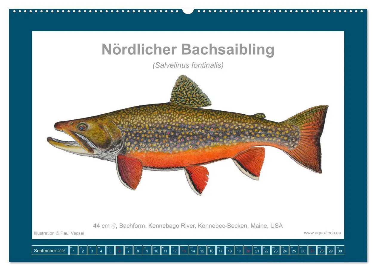 Bild: 9783516503173 | Fisch als Kunst 2026: Amerikanische Saiblinge (Wandkalender 2026...