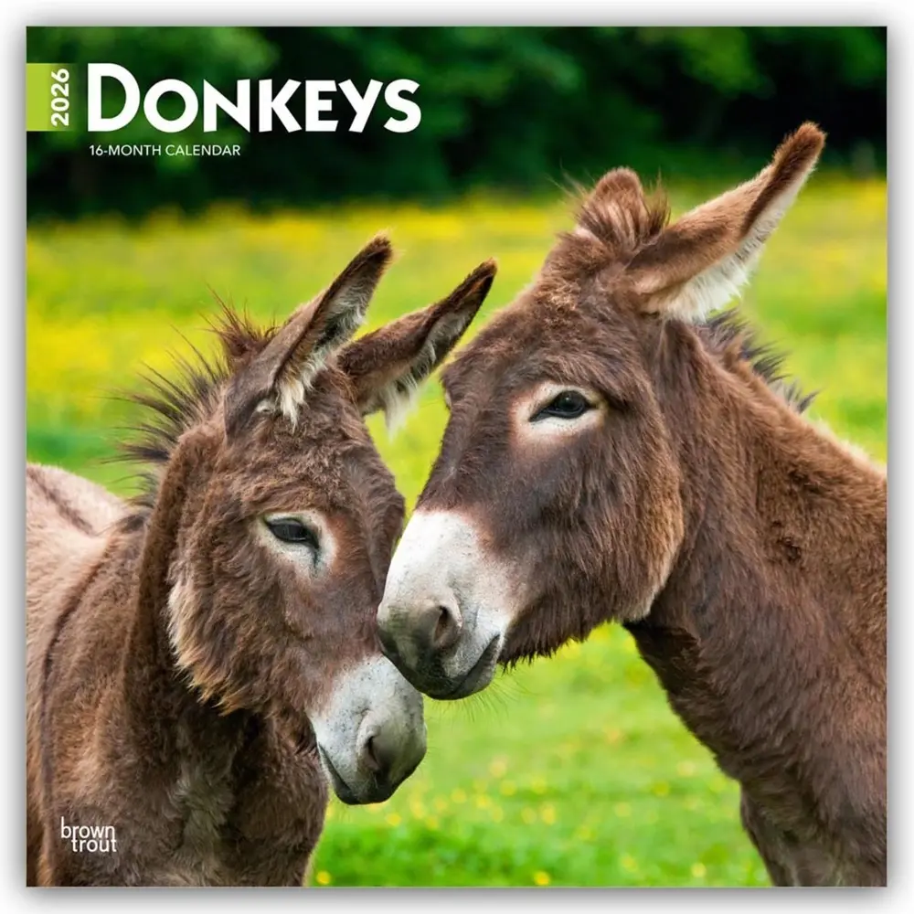 Cover: 9798330703173 | Donkeys - Esel 2026 - 16-Monatskalender | BrownTrout Publishers Inc