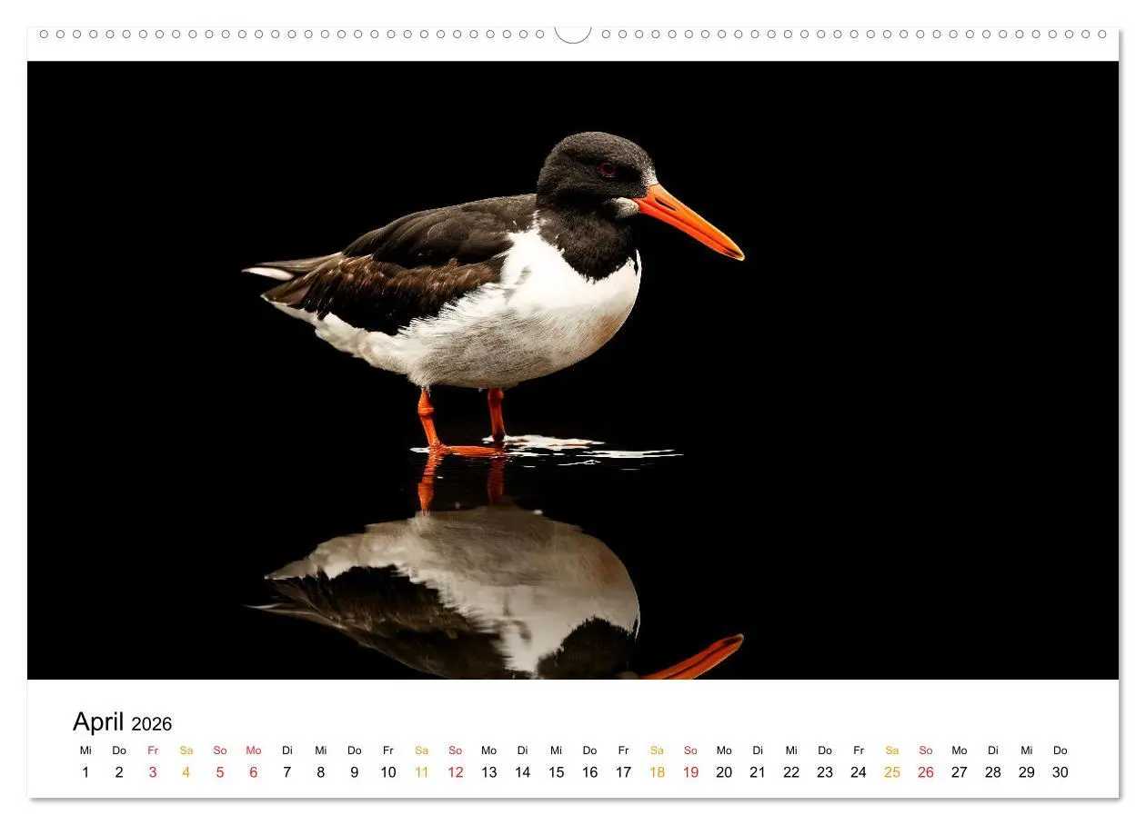 Bild: 9783457323373 | Wilde Heimat - Vögel unserer Natur (Wandkalender 2026 DIN A2 quer),...