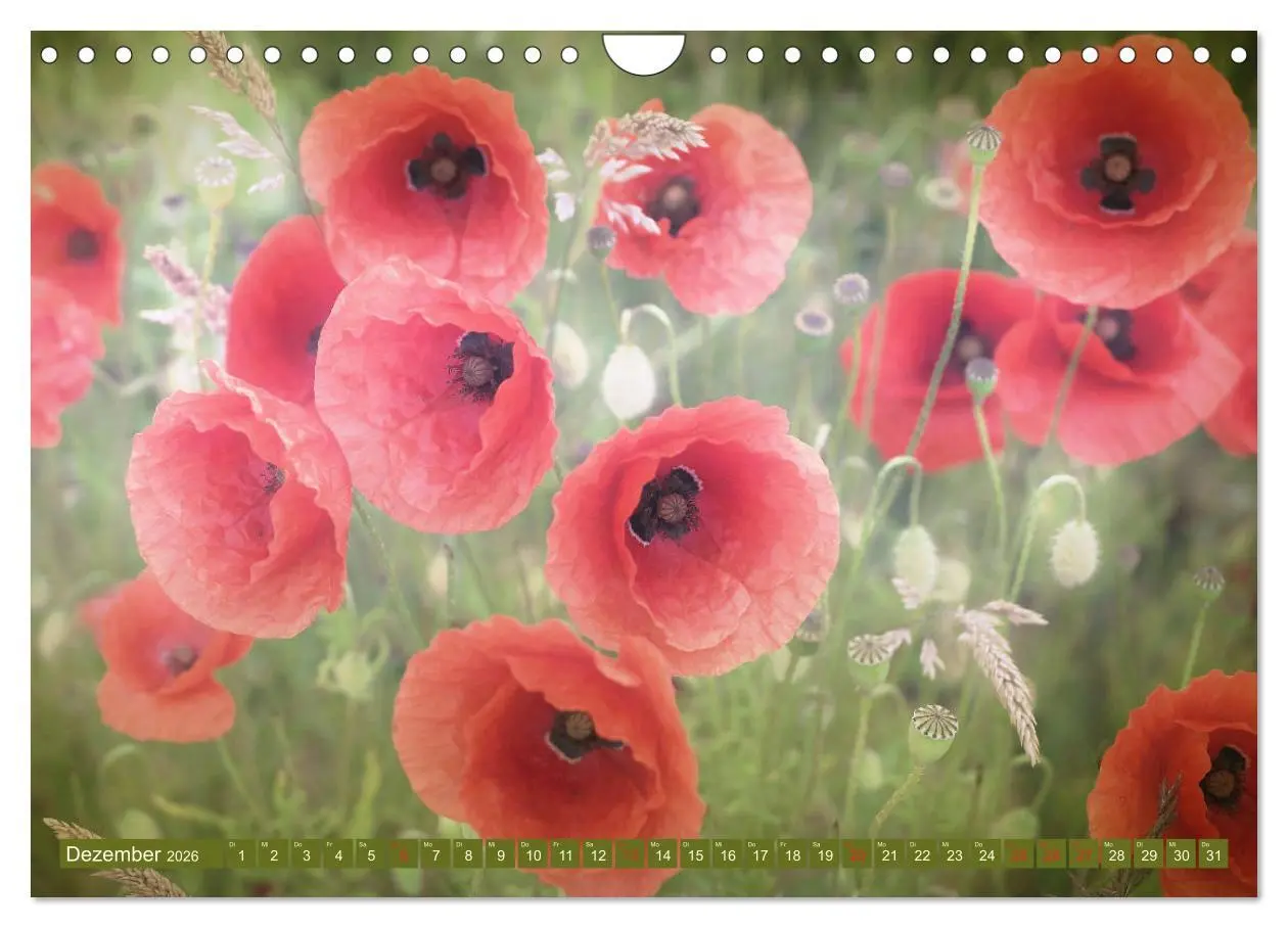 Bild: 9783457933473 | Mohnblumen - Fotografie mit Magie (Wandkalender 2026 DIN A4 quer),...