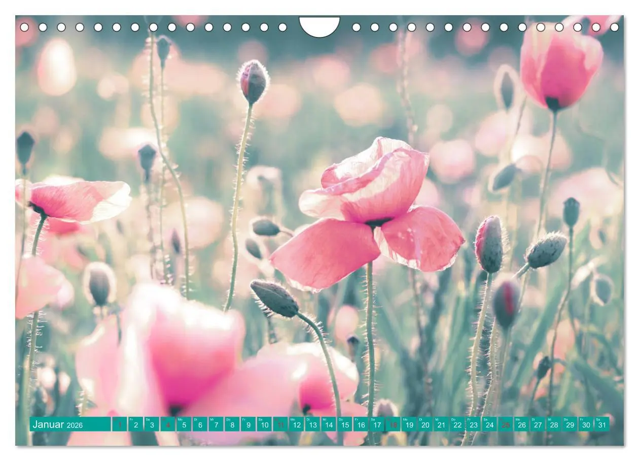 Bild: 9783457933473 | Mohnblumen - Fotografie mit Magie (Wandkalender 2026 DIN A4 quer),...